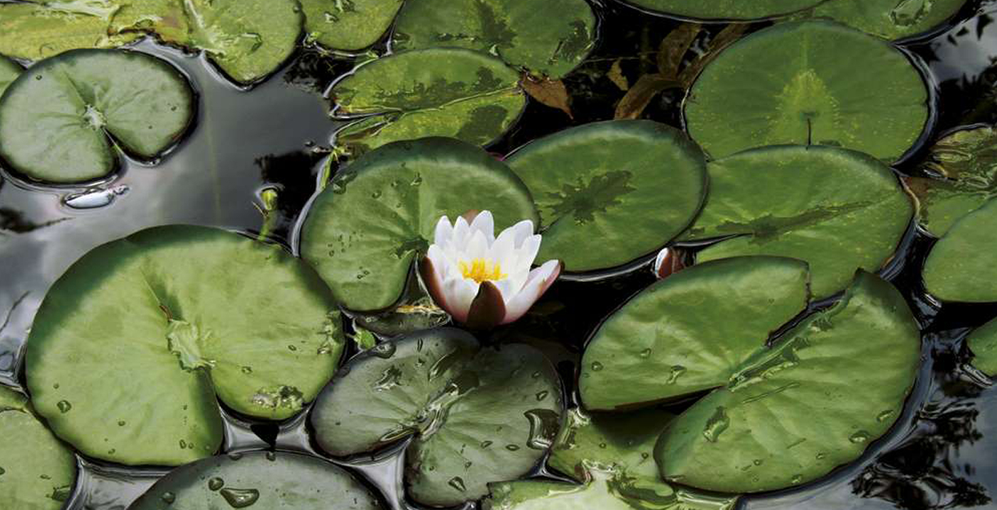 plant motifs with water in the background